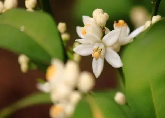 颜色花|橘子的花是什么颜色