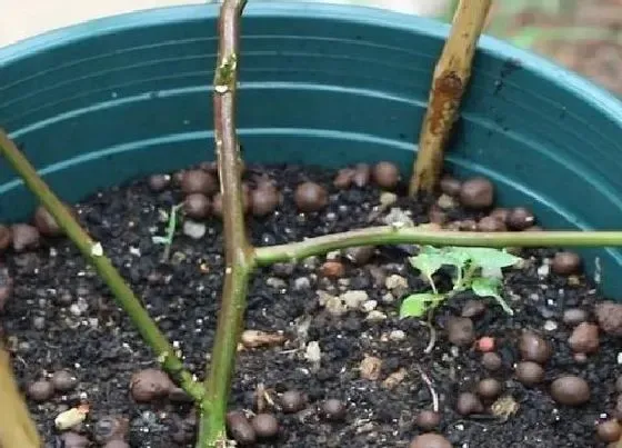 植物毒性|百香果在室内养有毒吗