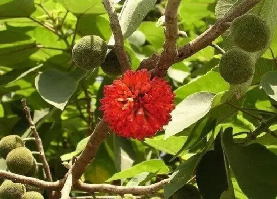 室内摆放|家里种构树对风水好吗