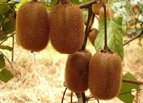 种植管理|猕猴桃什么季节种植合适