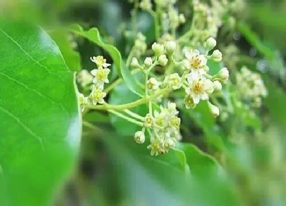 植物施肥|樟树花可以做肥料吗