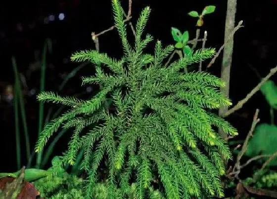 植物百科|石松是什么植物类别