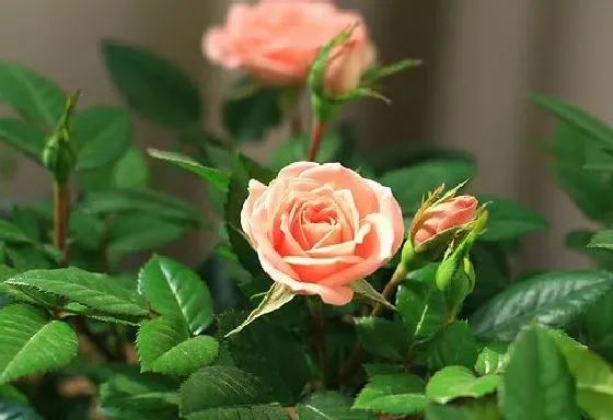 室内摆放|月季花适合在室内养吗