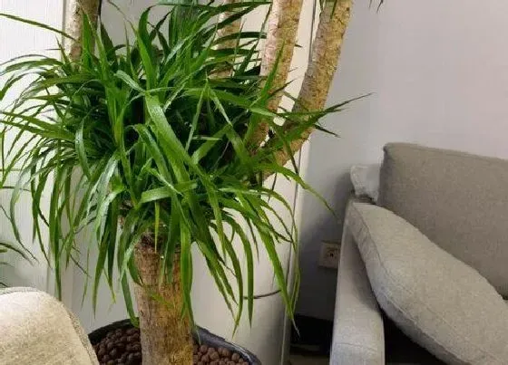 植物施肥|龙须树浇什么肥料合适