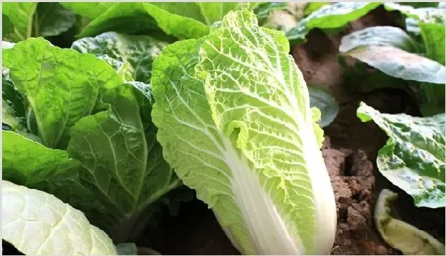 大白菜常见病虫害防治技巧 | 植物病害