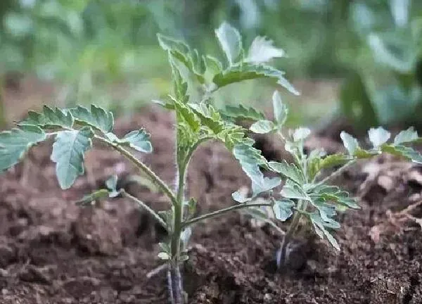 植物浇水|番茄苗多久浇一次水