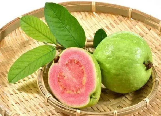植物排行|番石榴哪个品种好