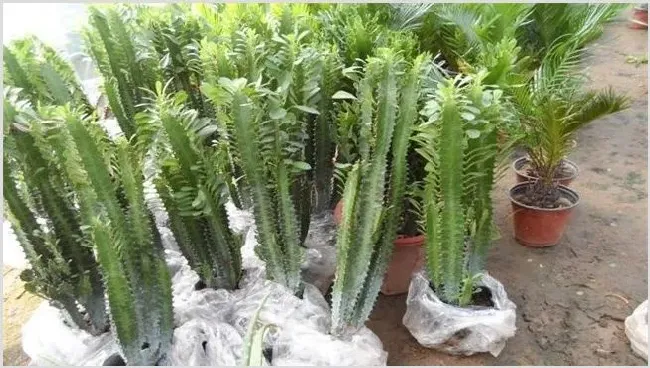 龙骨花的浇水方法和注意事项 | 耕种资料