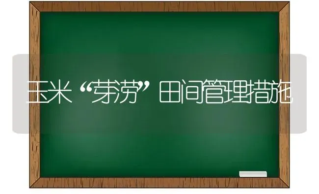 玉米“芽涝”田间管理措施 | 粮油作物种植