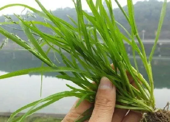 根部|蟋蟀草的根是什么样子的