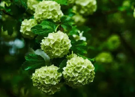花语|绣球花花语及代表意义