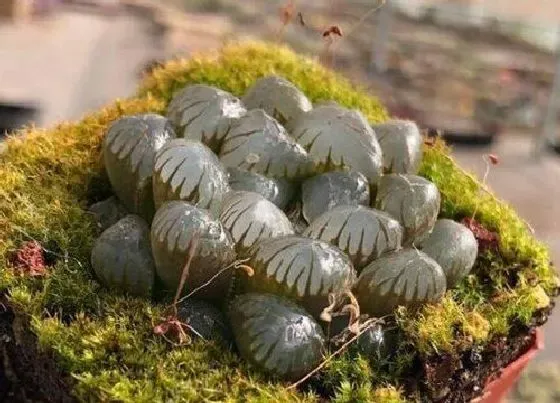 植物排行|玉露什么品种最好