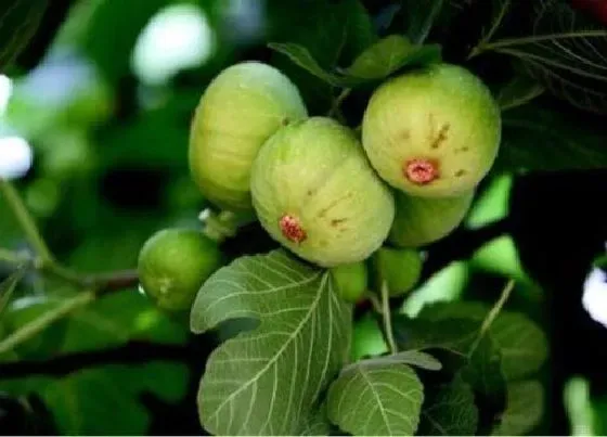 植物虫害|无花果树病虫害防治技术 病虫害预防方法