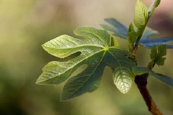 种植长叶|无花果不长叶子怎么办 不长新叶处理方法