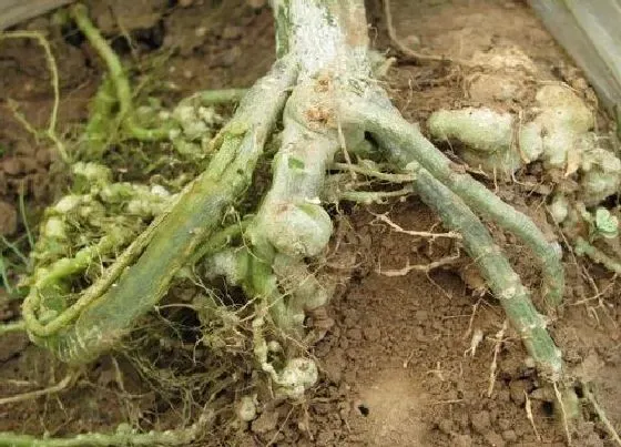 种植管理|根结线虫最怕什么 根结线虫用什么治简单彻底