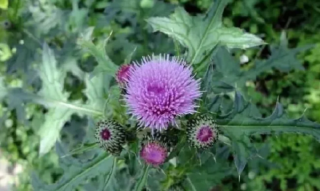 植物百科|长得像蒲公英的花是什么花（好像蒲公英的红色花植物）