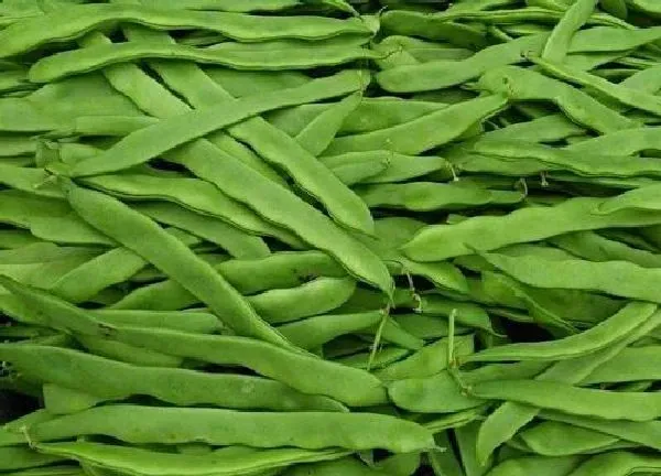 植物浇水|豆角几天浇一次水 春夏秋冬各不同