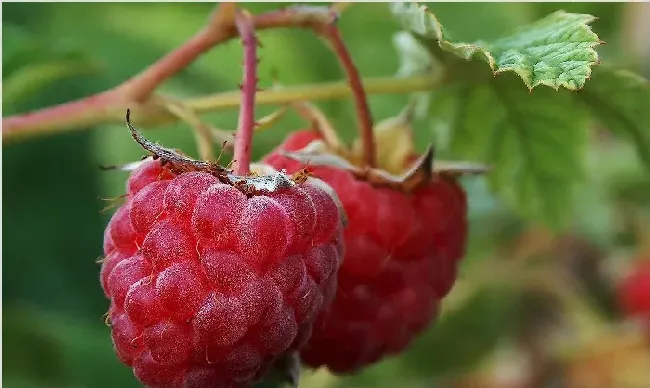 树莓易发虫害的防治方法 | 种植技术