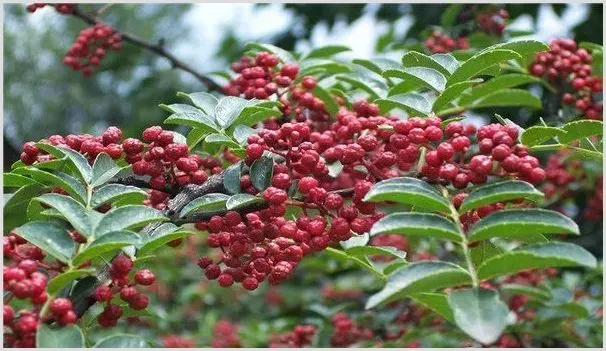 花椒幼龄树盛果老弱树的不同修剪方法 | 种植技术