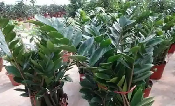 养殖科普|属鸡的养什么花好 家中养什么花运气好又旺财