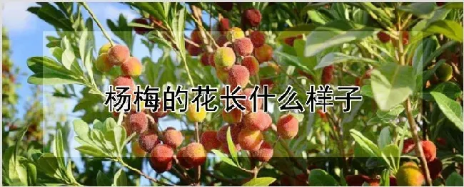 杨梅的花长什么样子 | 种植资料