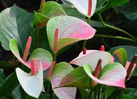 花语|什么花的花语是执念