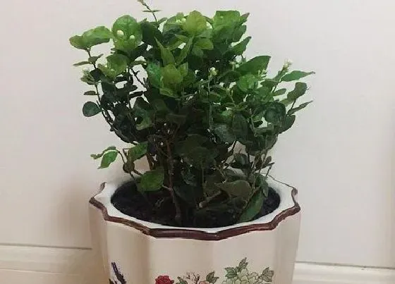 冬天植物|茉莉花几度入室