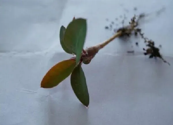 植物扦插|虎刺梅可以扦插吗