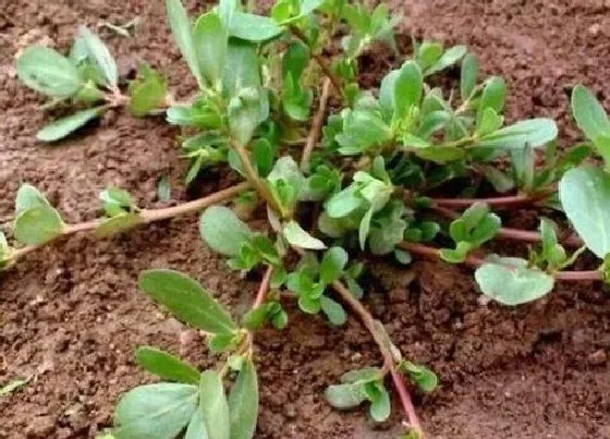 植物泡水|马齿苋可以泡水喝吗 泡水喝的正确方法