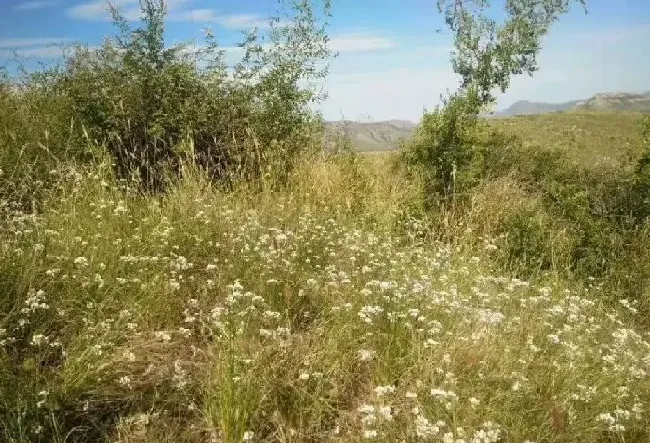 果实成熟|山葱花什么时候采摘