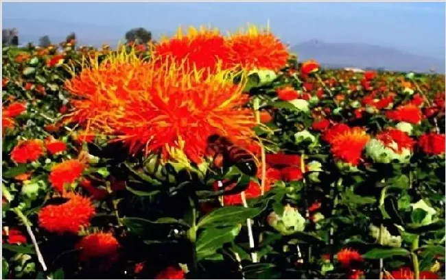 红花种植技术 种植红花有什么注意事项？ | 种植资料