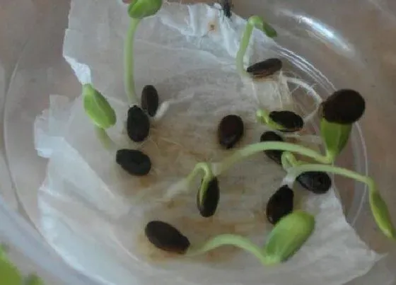 植物播种|瓜子什么时候播种 合适播种时间