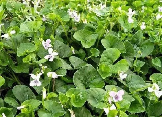 植物百科|天门冬开花吗 养几年才开花