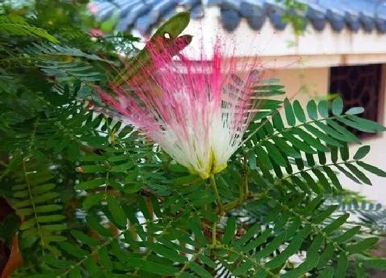 植物百科|合欢树值钱吗
