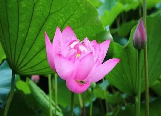 种植管理|荷花的生长周期是多长时间