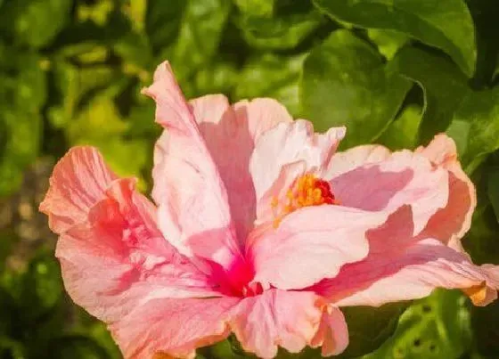 开花时间|芙蓉花一年开几次花