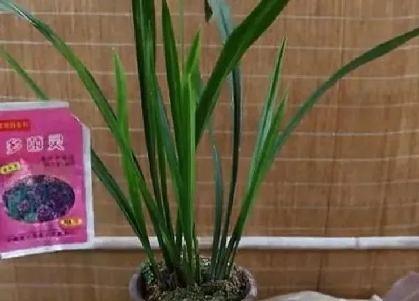 植物浇水|多菌灵可以浇兰花吗