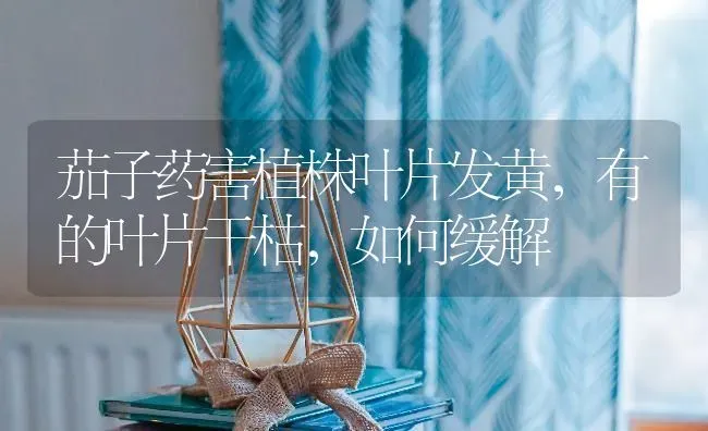 茄子药害植株叶片发黄，有的叶片干枯，如何缓解 | 蔬菜种植