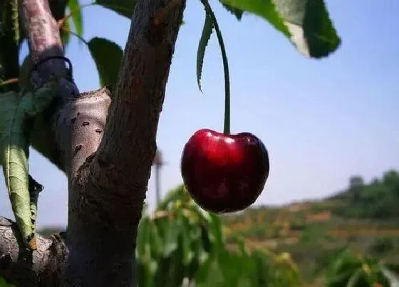 种植管理|红灯樱桃几年结果实