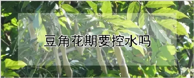 豆角花期要控水吗 | 种植资料