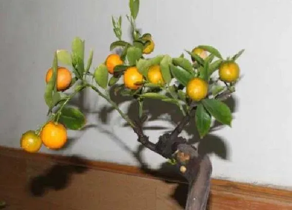 植物移栽|金桔上盆时间与养护方法