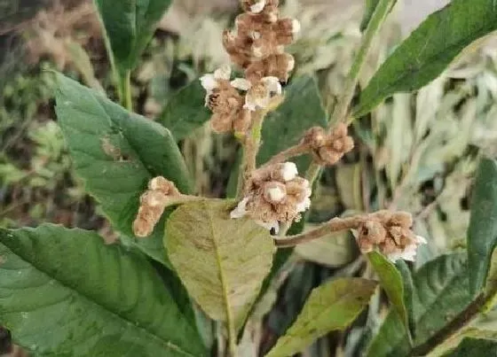 开花时间|枇杷什么时候开花结果 开花时间是几月份