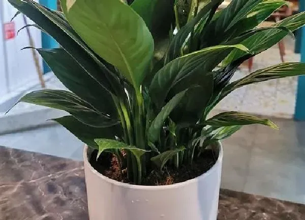 植物换土|白掌换土时间和方法
