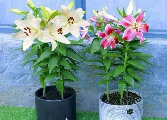 种植方法|食用百合的种植方法和时间 食用百合适合什么季节种
