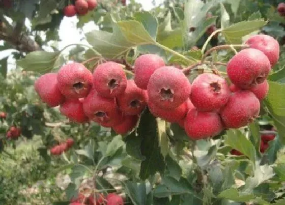 植物产地|内蒙古盛产什么水果
