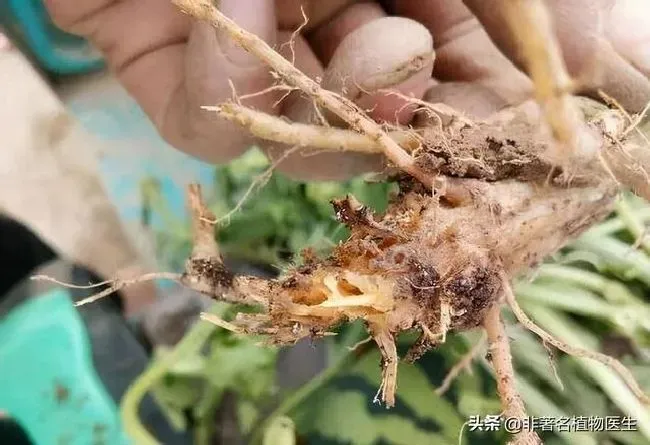 植物施肥|瓜果蔬菜喷叶面肥有什么好处，蔬菜叶面肥什么时候喷好）