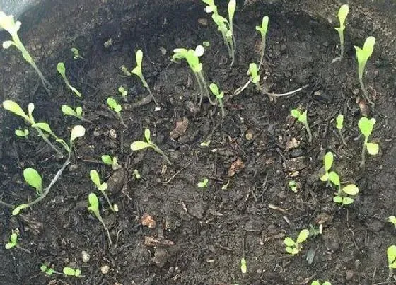 植物育苗|辣椒几天发芽出苗 种子发芽出苗需多少天