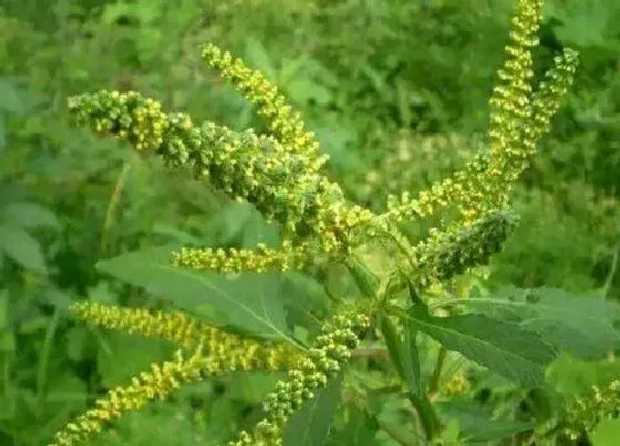 植物百科|海豚草是什么草