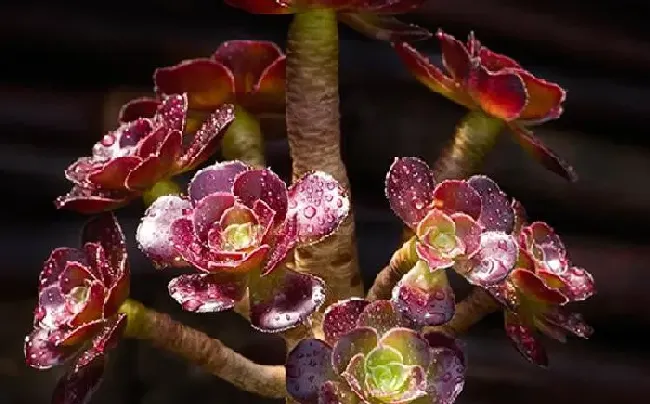 植物浇水|法师浇水要浇透吗 浇多少合适