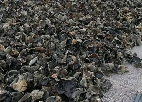 生长环境|木耳长在哪里